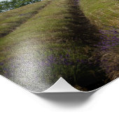 Rijen van lavendel na fotoafdrukken van de oogst foto afdruk (Hoek)