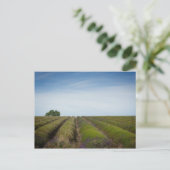 Rijen van lavendel na het oogstjaar briefkaart (Staand voorkant)