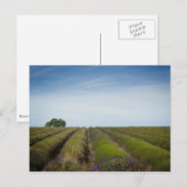 Rijen van lavendel na het oogstjaar briefkaart (Voorkant / Achterkant)