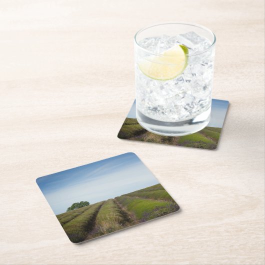 Rijen van lavendel na het oogstjaar onderzetter (Insitu)