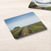 Rijen van lavendel na het oogstjaar onderzetter (Schuin)