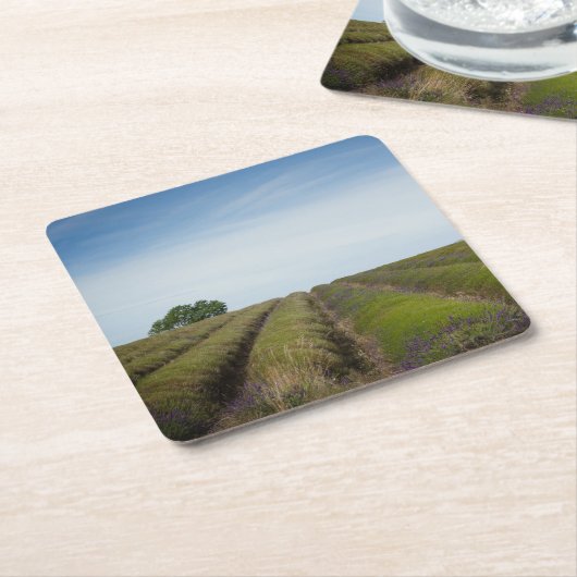 Rijen van lavendel na het oogstjaar onderzetter (Schuin)