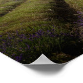 Rijen van lavendel na het oogstjaar poster (Hoek)