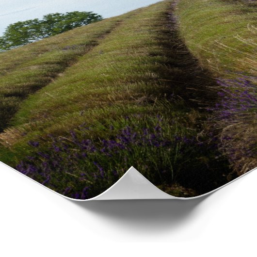 Rijen van lavendel na het oogstjaar poster (Hoek)