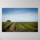 Rijen van lavendel na het oogstjaar poster (Voorkant)