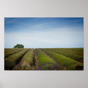Rijen van lavendel na het oogstjaar poster