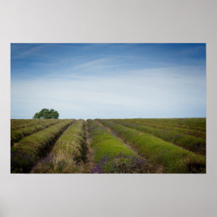 Rijen van lavendel na het oogstjaar poster