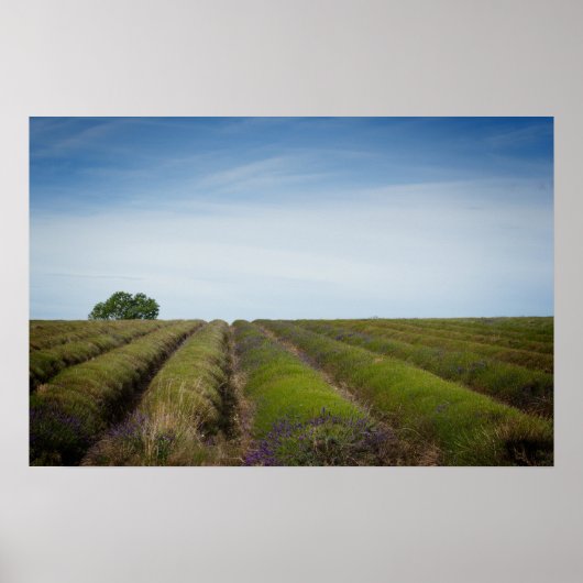 Rijen van lavendel na het oogstjaar poster (Voorkant)