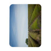 Rijen van lavendel na oogst rechthoek magneet (Verticaal)