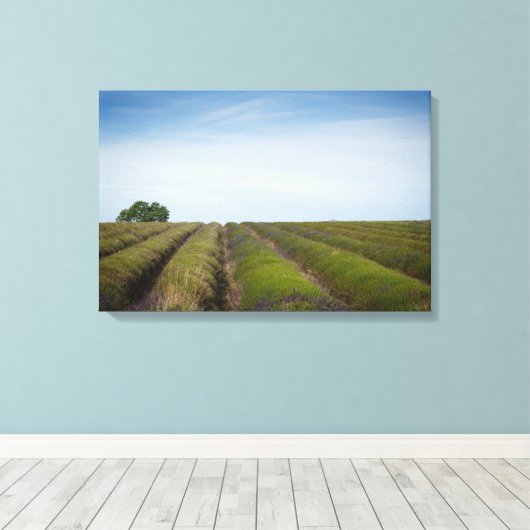 Rijen van lavendel na oogstdoek canvas afdruk (Insitu (Houten vloer))
