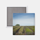 Rijen van lavendel na oogstmagneet magneet (Voorkant / Achterkant)