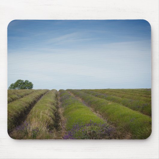 Rijen van lavendel na oogstmousepad muismat (Voorkant)