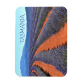 Rijen van lavender-Planten in Bloom, Tasmanie Magneet (Verticaal)