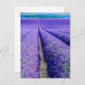 Rijen van Lavender, Provence, Frankrijk Briefkaart (Voorkant / Achterkant)