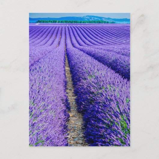 Rijen van Lavender, Provence, Frankrijk Briefkaart (Voorkant)
