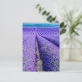 Rijen van Lavender, Provence, Frankrijk Briefkaart (Staand voorkant)