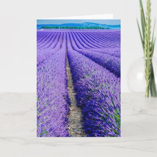 Rijen van Lavender, Provence, Frankrijk Kaart (Voorkant)