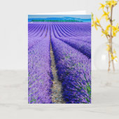 Rijen van Lavender, Provence, Frankrijk Kaart (Gele Bloem)