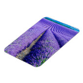 Rijen van Lavender, Provence, Frankrijk Magneet (Linkerzijde)
