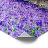 Rijen van Lavender, Provence, Frankrijk Poster (Hoek)