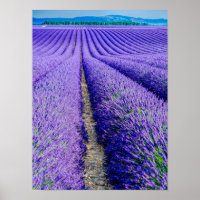 Rijen van Lavender, Provence, Frankrijk