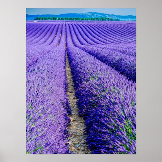 Rijen van Lavender, Provence, Frankrijk Poster (Voorkant)