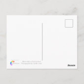 Rijn-herfsten in Zwitserland Briefkaart (Achterkant)