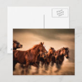 Rijpaarden, blauw- en vliegmannetjes briefkaart (Voorkant / Achterkant)