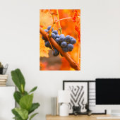 Rijpe druif in wijngaard poster (Thuiskantoor)