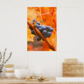 Rijpe druif in wijngaard poster (Keuken)