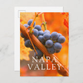 rijpe druiven in wijngaarden briefkaart (Voorkant / Achterkant)