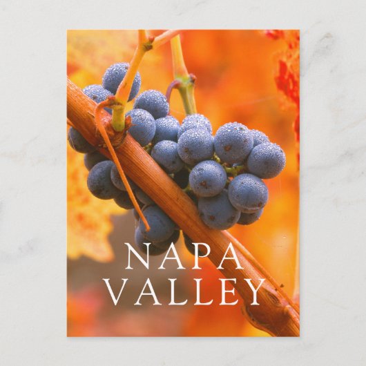 rijpe druiven in wijngaarden briefkaart (Voorkant)