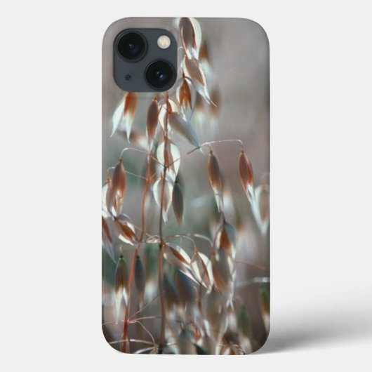 Rijpe Haver (Avena Sativa) Close-up. Ceres, Boland Case-Mate iPhone Case (Achterkant)
