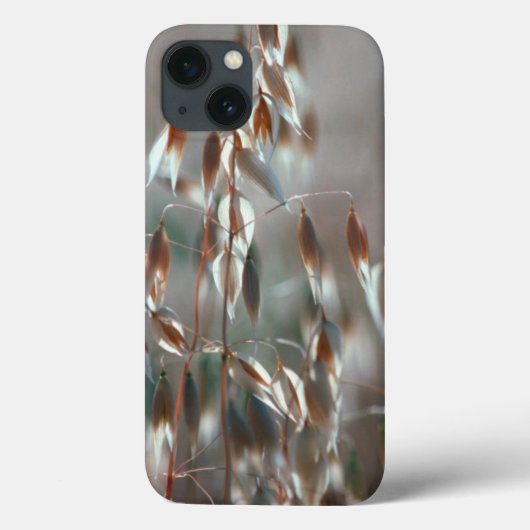 Rijpe Haver (Avena Sativa) Close-up. Ceres, Boland Case-Mate iPhone Case (Achterkant)