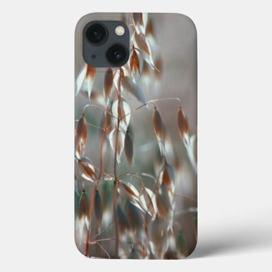 Rijpe Haver (Avena Sativa) Close-up. Ceres, Boland Case-Mate iPhone Case (Achterkant)