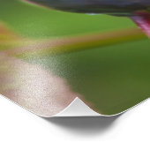 Rijpe hengelbessen in de nationale flathead 2 foto afdruk (Hoek)