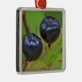 Rijpe hengelbessen in de nationale flathead 2 metalen ornament (Rechts)