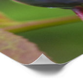 Rijpe hengelbessen in de nationale flathead 2 poster (Hoek)