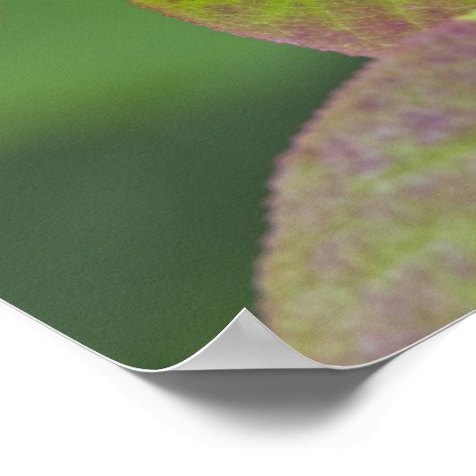 Rijpe hengelbessen in de nationale Flathead Poster (Hoek)