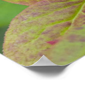 Rijpe hengelbessen in de nationale Flathead Poster (Hoek)