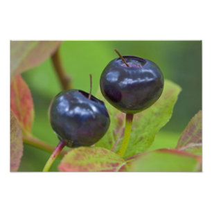 Rijpe huckleberries in de Flathead National 2 Foto Afdruk