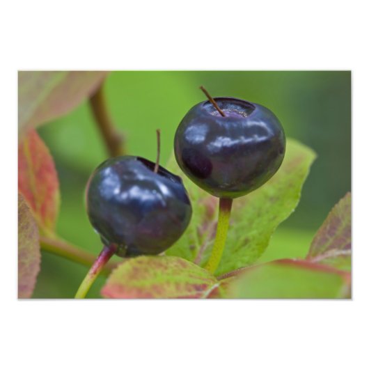 Rijpe huckleberries in de Flathead National 2 Foto Afdruk (Voorkant)