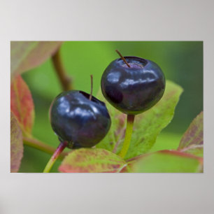 Rijpe huckleberries in de Flathead National 2 Poster