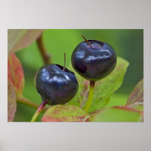 Rijpe huckleberries in de Flathead National 2 Poster (Voorkant)