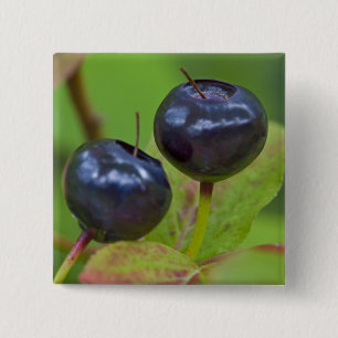 Rijpe huckleberries in de Flathead National 2 Vierkante Button 5,1 Cm