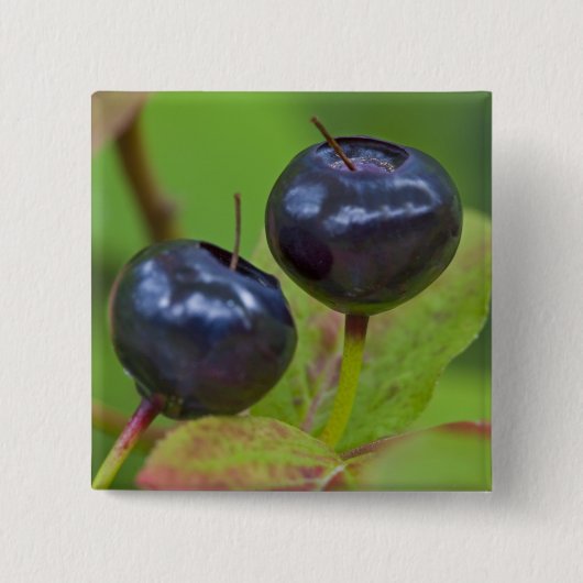 Rijpe huckleberries in de Flathead National 2 Vierkante Button 5,1 Cm (Voorkant)