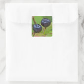 Rijpe huckleberries in de Flathead National 2 Vierkante Sticker (Tas)