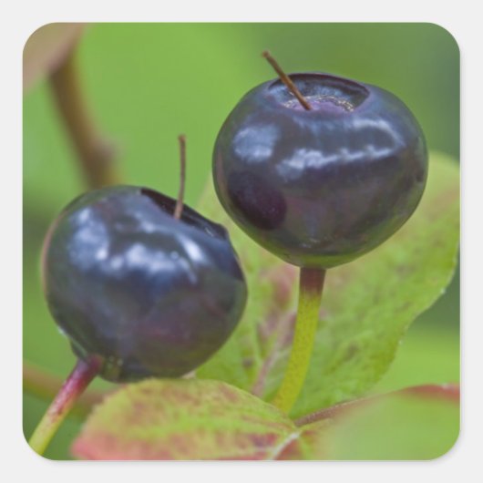 Rijpe huckleberries in de Flathead National 2 Vierkante Sticker (Voorkant)
