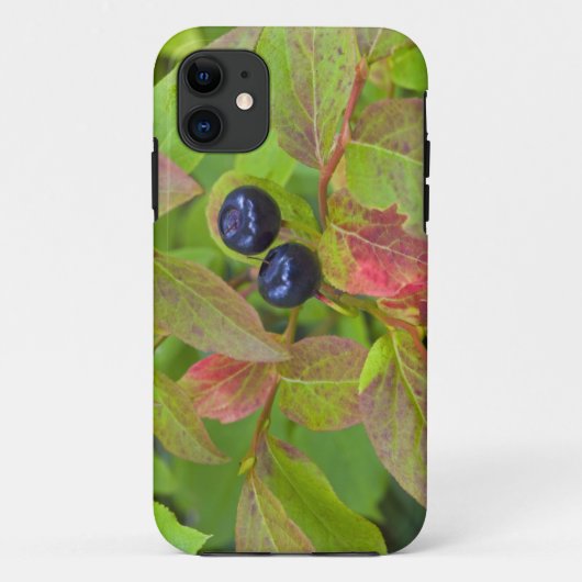 Rijpe huckleberries in de Flathead National Case-Mate iPhone Case (Achterkant)