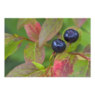 Rijpe huckleberries in de Flathead National Foto Afdruk